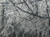 Thumbnail of IMG_0529.JPG