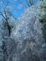 Thumbnail of IMG_0533.JPG