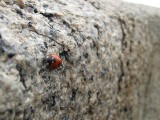 Thumbnail of IMG_0437.jpg