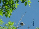 Thumbnail of IMG_0748.jpg