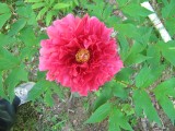 Thumbnail of IMG_0753.jpg