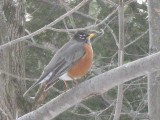Thumbnail of IMG_0584.JPG