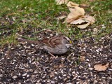 Thumbnail of P1010046.jpg