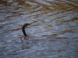 Thumbnail of P1050108.jpg